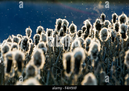 Cattails crescono lungo gli stagni al Monte Vista National Wildlife Refuge, Central Colorado, STATI UNITI D'AMERICA Foto Stock