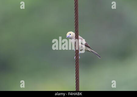 Palm Tanager (Thraupis palmarum) in Ecuador Foto Stock