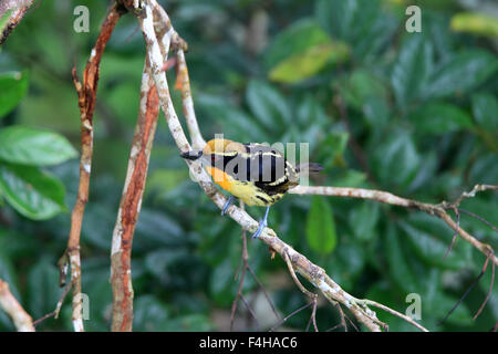 Barbet dorato (Capito auratus) in Ecuador Foto Stock