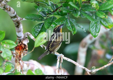 Barbet dorato (Capito auratus) in Ecuador Foto Stock