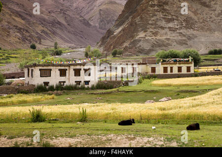 India, Jammu e Kashmir, Ladakh, Miru, tradizionale, tetto piatto casolari, agricoltura marginale, alta altitudine terra Foto Stock