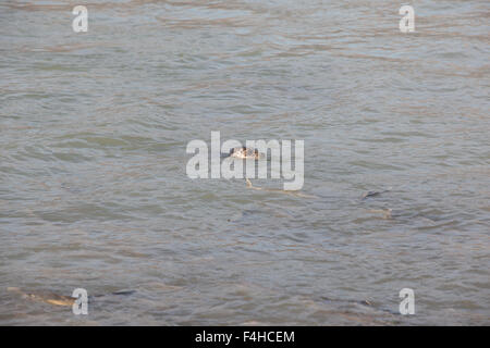 I leoni di mare in attesa per la loro cena di salmone. Foto Stock