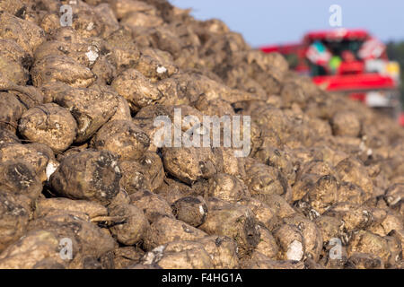 Raccolta della barbabietola da zucchero Foto Stock