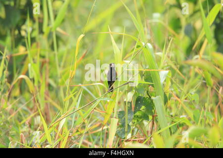 Grandi fatturati seme Finch (Oryzoborus crassirostris) in Ecuador Foto Stock