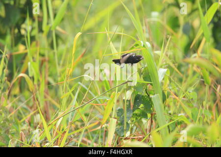 Grandi fatturati seme Finch (Oryzoborus crassirostris) in Ecuador Foto Stock