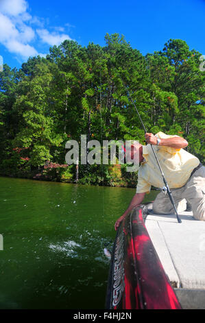 Un pescatore terre a feisty largemouth dalla Georgia's Lake Oconee. Foto Stock