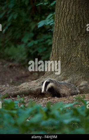 Meles meles / Europea Badger / Europaeischer Dachs uscente da una uscita della sua tana sotto un albero. Foto Stock