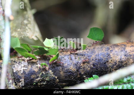 Leafcutter formiche (Atta sexdens). La vita selvatica animale. Foto Stock