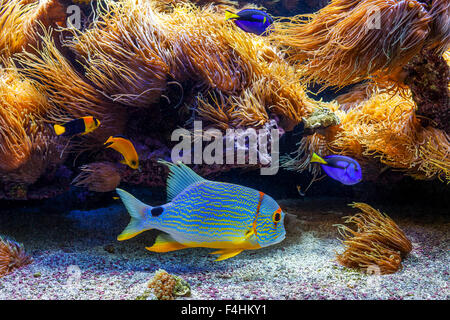 Tropicali colorati pesci esotici nuoto tra scogliere con anemoni. Foto Stock