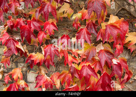 Foglie di autunno sul muro, la strada, Castle Combe, Wiltshire, Inghilterra, Regno Unito Foto Stock