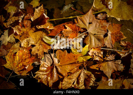 Bloomington, Indiana. Xviii oct, 2015. I colori dell'autunno al cedar bluff nature preserve vicino a Bloomington, Indiana. Credito: jeremy hogan/alamy live news Foto Stock