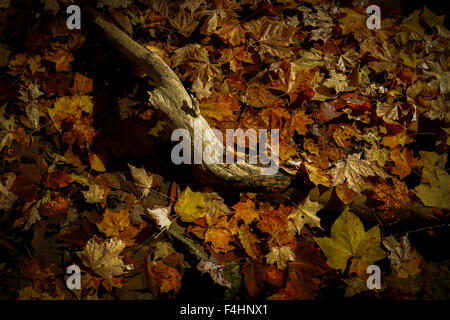 Bloomington, Indiana. Xviii oct, 2015. I colori dell'autunno al cedar bluff nature preserve vicino a Bloomington, Indiana. Credito: jeremy hogan/alamy live news Foto Stock