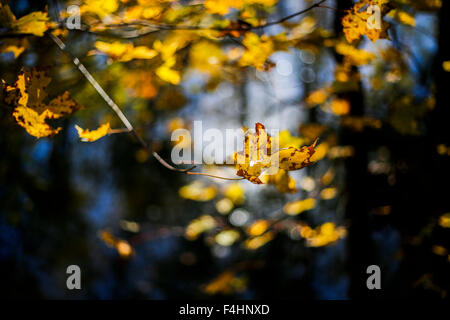 Bloomington, Indiana. Xviii oct, 2015. I colori dell'autunno al cedar bluff nature preserve vicino a Bloomington, Indiana. Credito: jeremy hogan/alamy live news Foto Stock