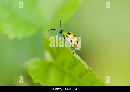 Macchiato il cetriolo beetle (Diabrotica undecimpunctata) - USA Foto Stock