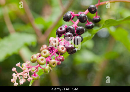 American Pokeweed bacche (Phytolacca americana) - Pennsylvania USA Foto Stock