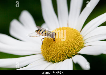 American hoverfly (Eupeodes americanus) sul collegamento daisy flower - Virginia STATI UNITI D'AMERICA Foto Stock