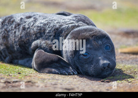 Elefante marino del sud pup (Mirounga leonina;) Punto di balena, Isole Falkland. Foto Stock