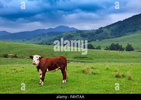 Unico marrone sterzo angus bull su un verde pascolo nelle zone rurali regionali australian farm su un nuvoloso giorno di estate Foto Stock