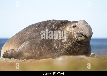 Maschio di elefante meridionale di tenuta (Mirounga leonina) Isole Falkland. Foto Stock