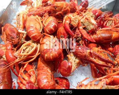 Rosso fresco palude aragosta per vendere sul mercato di frutti di mare Foto Stock