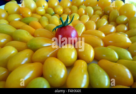 Pomodori colorati in varie forme e dimensioni Foto Stock