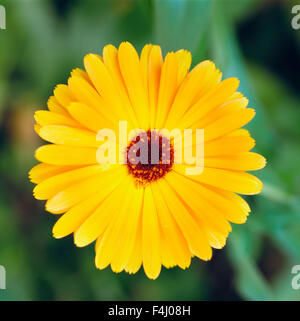 Fiore giallo, close-up Foto Stock