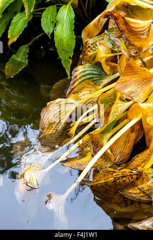 Le foglie autunnali di Hosta cadono in acqua nel laghetto del giardino hosta foglie su acqua piccolo giardino stagno autunno Foto Stock