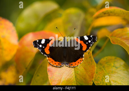 Immagine ravvicinata di red admiral butterfly su una pianta in giardino Foto Stock