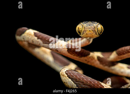 Comune (Blunthead Imantodes cenchoa), (Colubridae famiglia), la foresta pluviale amazzonica Yasuni National Park, Ecuador Foto Stock