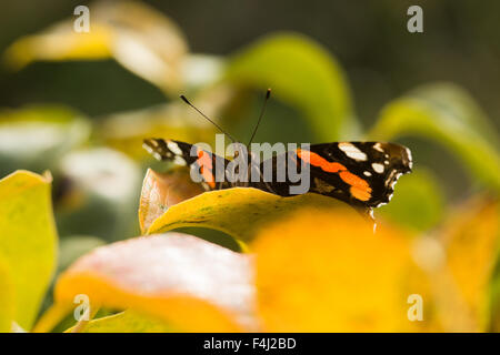 Immagine ravvicinata di red admiral butterfly su una pianta in giardino Foto Stock