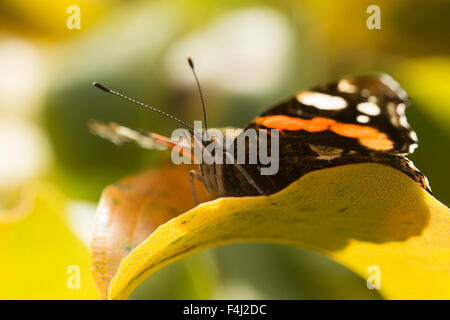 Immagine ravvicinata di red admiral butterfly su una pianta in giardino Foto Stock