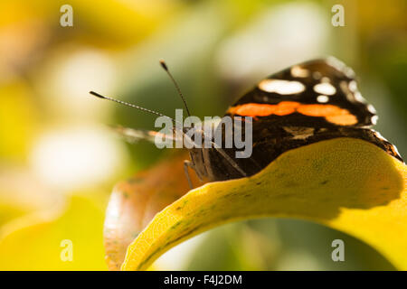 Immagine ravvicinata di red admiral butterfly su una pianta in giardino Foto Stock