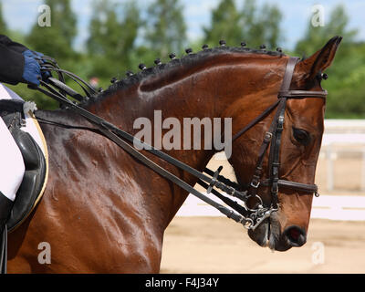 Incredibile testa di cavallo con briglia su sport arena sfondo Foto Stock