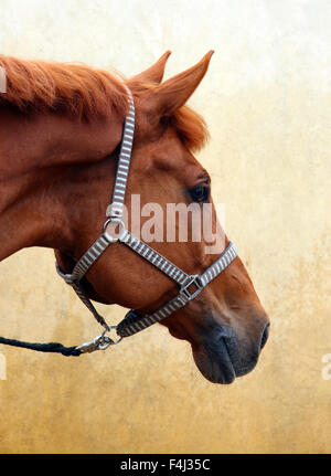 Cavallo Trakehner, bay castrazione, ritratto con briglia Foto Stock