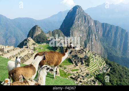 Machu Picchu sito con lama permanente mandria da sopra. Machu Picchu resti in Perù sono Patrimonio Mondiale UNESCO e uno dei mondi Foto Stock