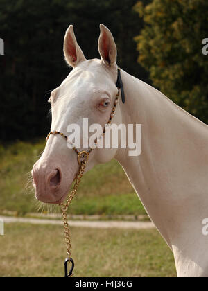 Blue-eyed Cremello akhal-teke cavallo Foto Stock