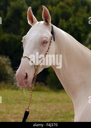 Blue-eyed Cremello akhal-teke cavallo Foto Stock