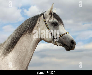 Ritratto di riproduttori di razza grigio stallone arabo su sfondo cielo Foto Stock