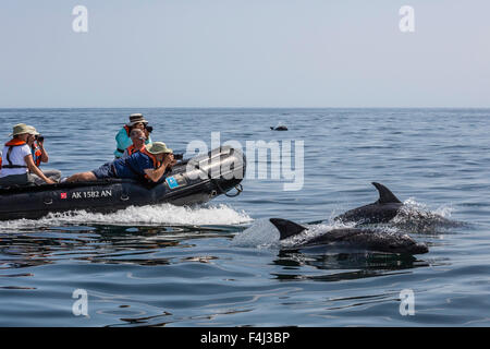 I delfini (tursiops truncatus) bow equitazione il National Geographic Sea Lion, Baja California Sur, Messico, America del Nord Foto Stock