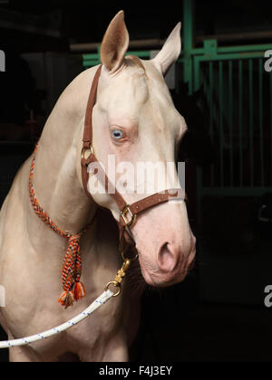 Ritratto di una splendida razza akhal-teke stallone contro uno sfondo nero Foto Stock