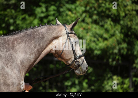 Dressage: closeup ritratto di cavallo grigio Foto Stock