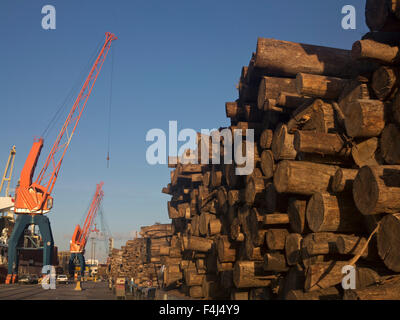 Legname caricato per esportazione presso il porto di Montevideo, Uruguay Sud America Foto Stock