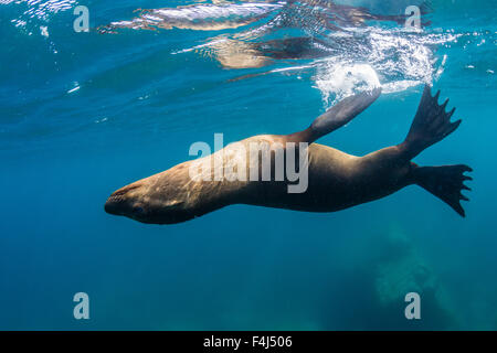 Adulto di leoni marini della California (Zalophus californianus) sott'acqua a Los Islotes, Baja California Sur, Messico, America del Nord Foto Stock