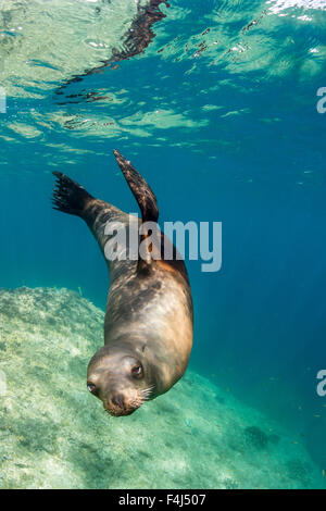 Adulto di leoni marini della California (Zalophus californianus) sott'acqua a Los Islotes, Baja California Sur, Messico, America del Nord Foto Stock