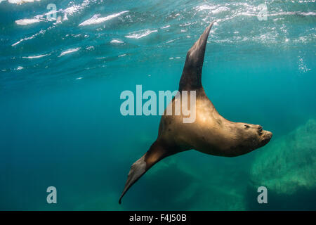 Adulto di leoni marini della California (Zalophus californianus) sott'acqua a Los Islotes, Baja California Sur, Messico, America del Nord Foto Stock