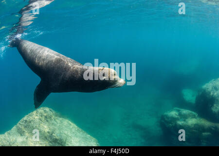 Adulto di leoni marini della California (Zalophus californianus) bull sott'acqua di Los Islotes, Baja California Sur, Messico, America del Nord Foto Stock