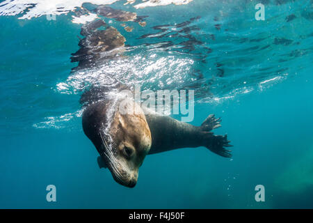 Adulto di leoni marini della California (Zalophus californianus) bull sott'acqua di Los Islotes, Baja California Sur, Messico, America del Nord Foto Stock