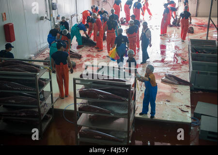 Atlantic Tonno rosso (Thunnus thynnus) essendo preparato per il congelamento rapido a meno 60C, Barbate, Andalusia, Spagna, Europa Foto Stock