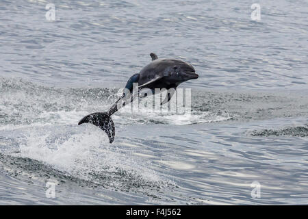 Adulto tursiope (Tursiops truncatus), saltando in aria nei pressi di Santa Rosalia, Baja California Sur, Messico Foto Stock