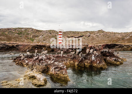 Adulto brown pellicani (Pelecanus occidentalis), su Isla Ildefonso, Baja California Sur, Messico, America del Nord Foto Stock